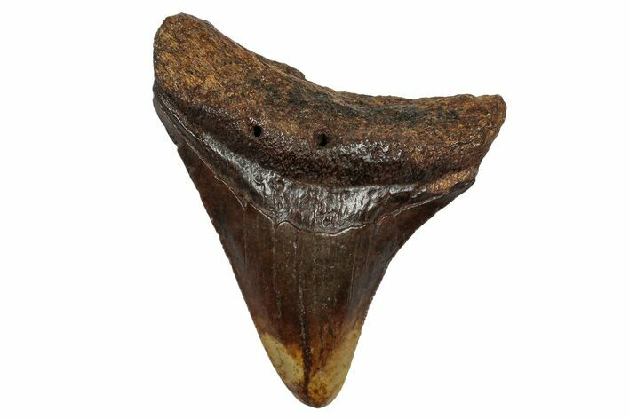 Juvenile Megalodon Tooth - Chocolate Brown #332195